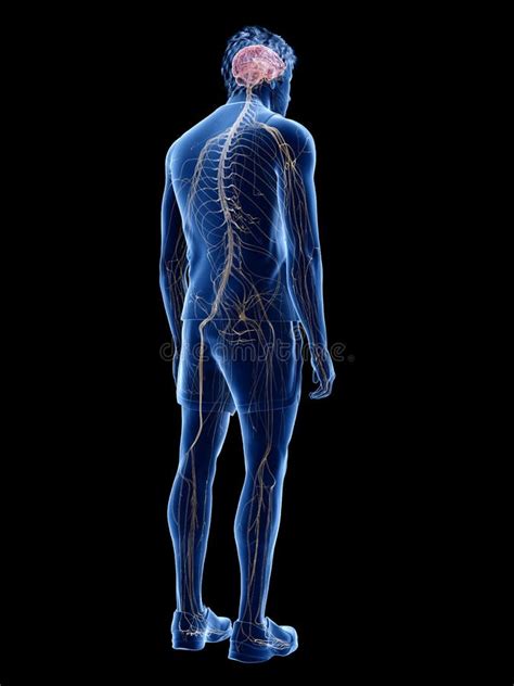 Sistema Nervioso Biol Gico Humano Anatom A Del Ejemplo Del Vector Del