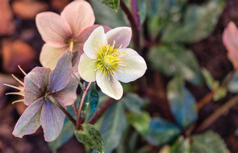 These splendid winter flowers come in late winter and spring, however, they are not well bound in the frost, so the temperate environment is ideal for them. 8 tasks for the flower garden in June (including the ...