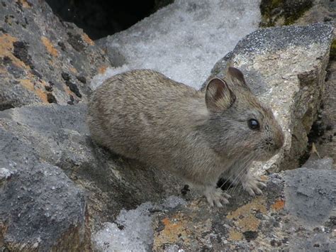 The Himalayan Pika Ochotona Himalayana Is A Species Of Small Mammal