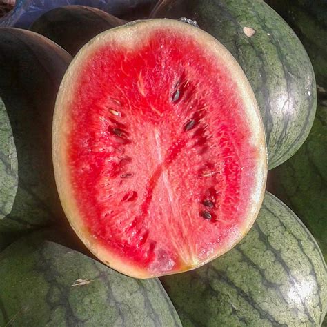 Florida Giant Watermelon Citrullus Lanatus Annies Heirloom Seeds