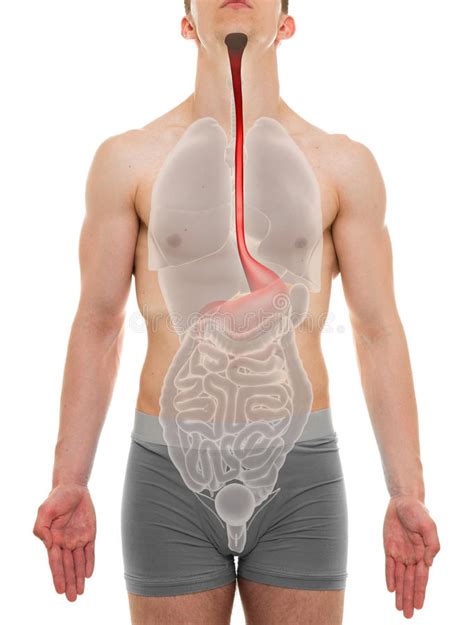Esophagus Male Internal Organs Anatomy D Stock Photo My Xxx Hot Girl