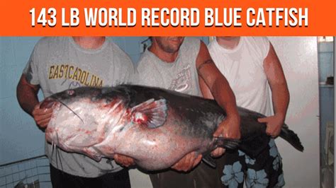 143 Lb Catfish New World Record Blue Catfish Caught At Buggs Island