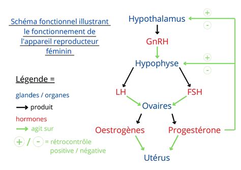 schéma fonctionnel illustrant le fonctionnement de l appareil reproducteur féminin schémas