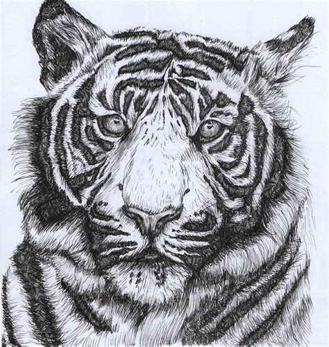 Tiger Illustration Tiger Art Gift Original Artwork Pen Etsy Tiger