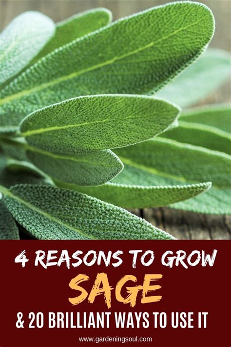 4 Reasons To Grow Sage And 20 Brilliant Ways To Use It Growing Sage