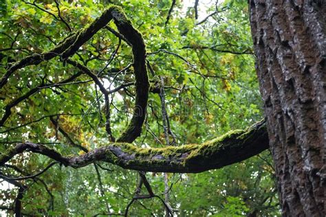 Oak Branches Covered With Moss In Forest Thickets Stock Image Image