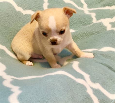 Chihuahuas remained a rarity until the early 20th century and the american kennel club. Chihuahua Puppies For Sale | Salem, OR #296544 | Petzlover