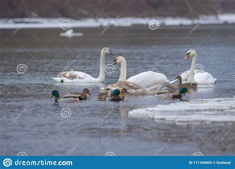 Flock Of Birds Among Which Swans And Mallard Ducks