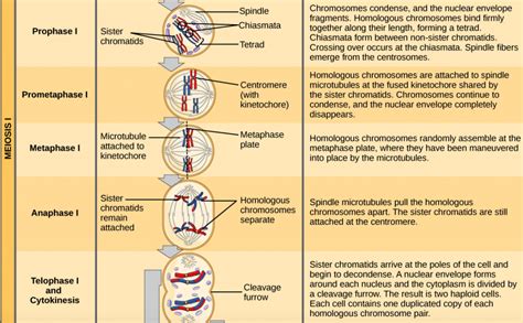 Meiosis Flipped Classroom From Ib And Summer School The Biology
