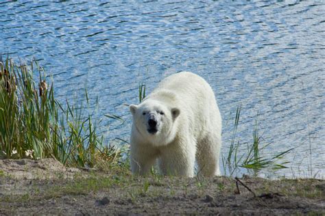 Polar Bear Habitat Northeastern Ontario Canada