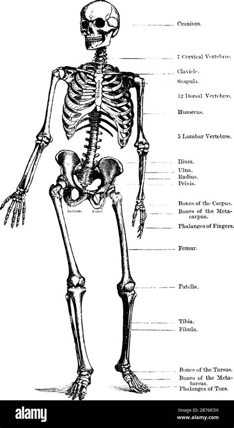 Human Skeleton Drawing Hi Res Stock Photography And Images Alamy