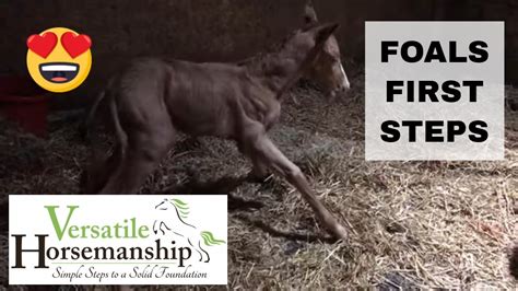 Foals First Steps After Birth Versatile Horsemanship Youtube