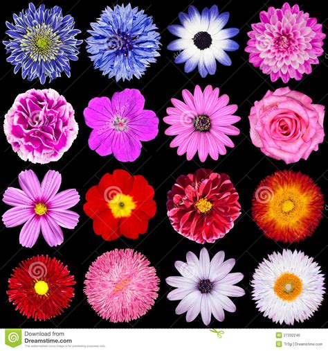 Red Pink Purple Blue And White Flowers Isolated Stock