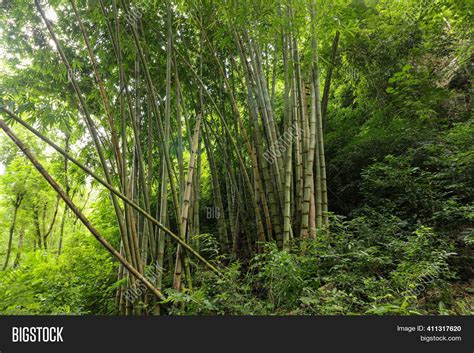 Lanscape Bamboo Tree Image And Photo Free Trial Bigstock