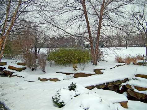 Trees And Snow Free Stock Photo Public Domain Pictures