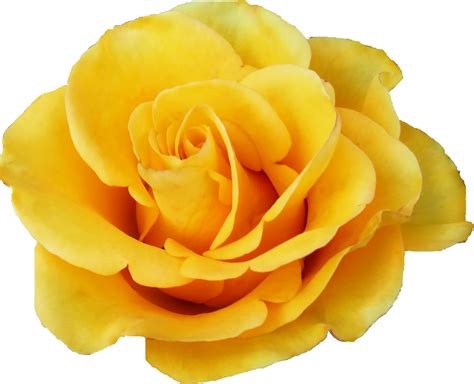 Yellow Rose Flower Png