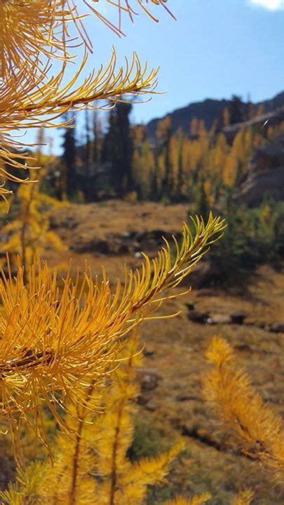 Larches Natural Landmarks Washington State Landmarks