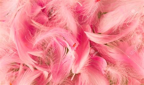 36 Feather Pink Wallpaper