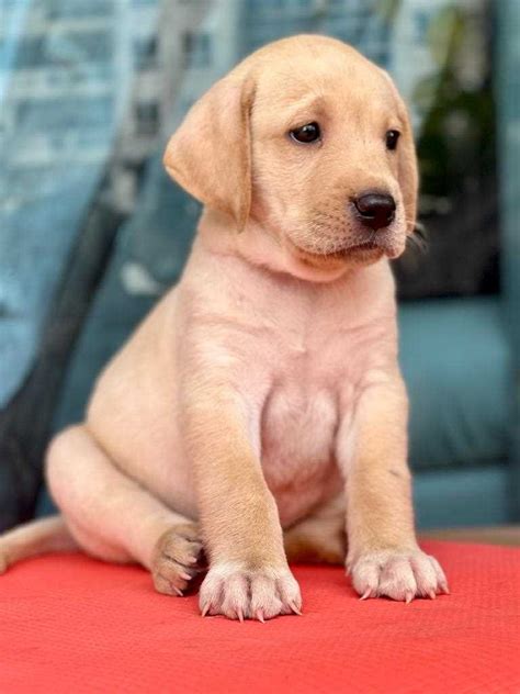 What Is The Cost Of A Labrador Puppy In India