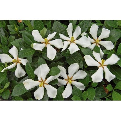 Monrovia White Pinwheel Gardenia Flowering Shrub In 3 Quart Pot In The