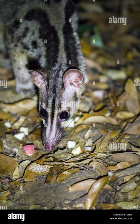 Owstons Palm Civet Hi Res Stock Photography And Images Alamy