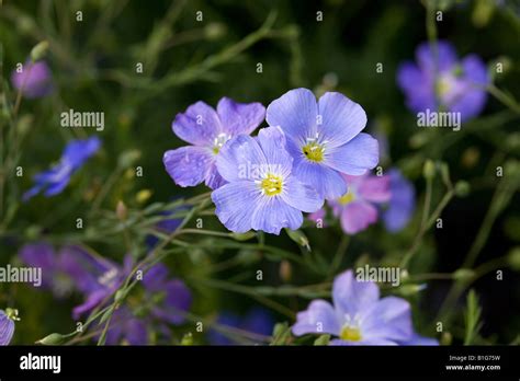 Blue Flax Linum Perenne Stock Photo Alamy