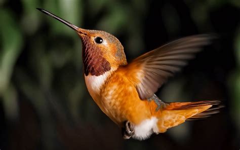 🔥 49 Bing Wallpapers And Screensavers Birds Wallpapersafari