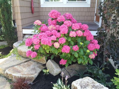Hydrangea Pink Elf French Dwarf 2 Ft Container Shade Moist Not Too Dry