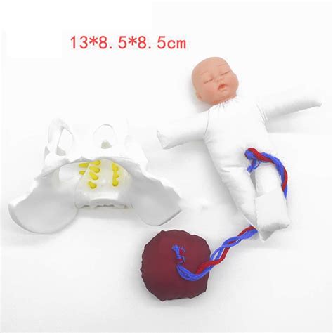 Buy Female Pelvis Childbirth Model Mini Female Pelvisandbaby Model