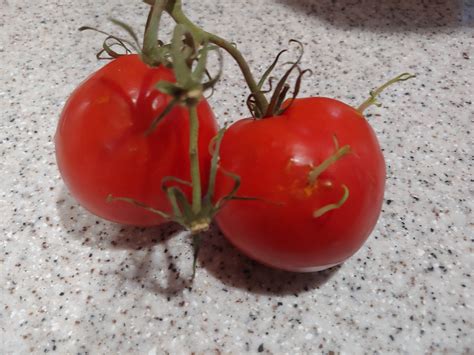 Tomatoes With Seeds Sprouting From The Inside Mildlyinteresting