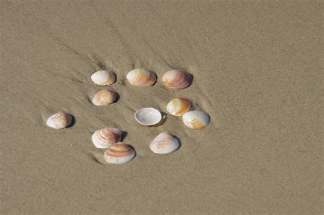 Group Of Shells On Beach Free Stock Photo Public Domain Pictures