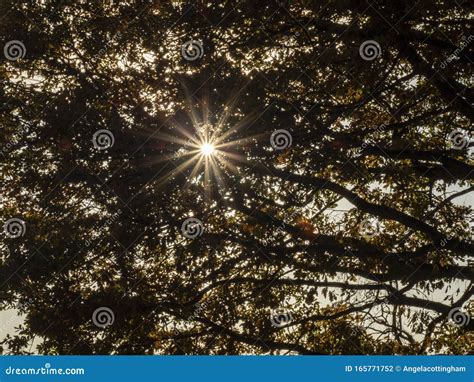 Sunburst Through The Branches Of An Oak Tree Stock Photo Image Of