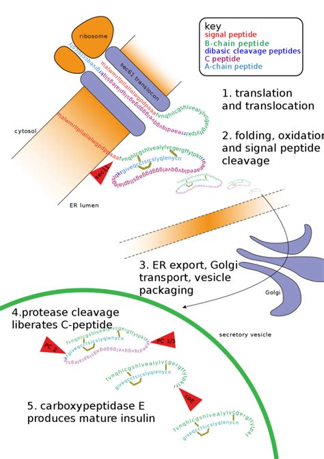 Translational Histone Modification Protein Ppt Vrogue