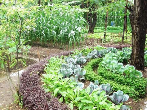 Home Vegetable Garden Ideas In Sri Lanka Home Garden Design Sri Lanka