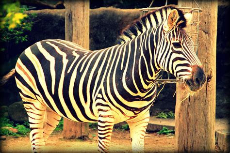 Zebra Taronga Zoo Sydney Australia Zebra Jtwk Flickr
