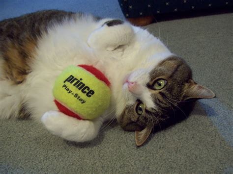 Mytennislessons Top 10 Cutest Tennis Cats