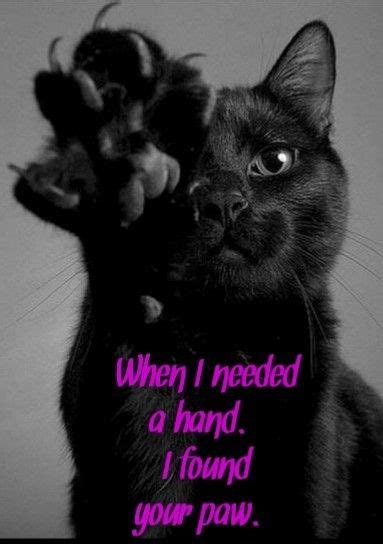 Pin By Patricia Tschida On Cat Cat Love Quotes Black Cat Lover Cat