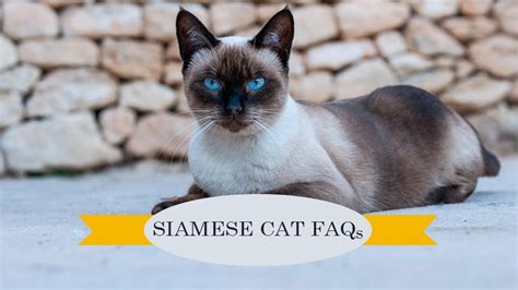 Siamese Cat Faqs Petmoo