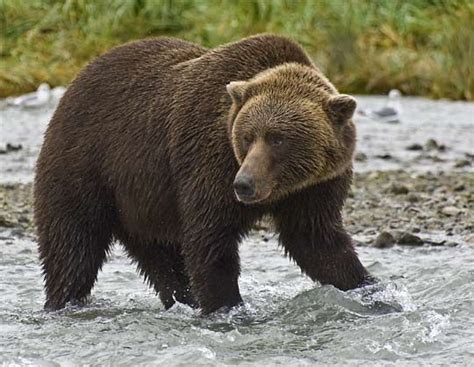 Know The Brown Bear Its Diet And Habitat Just Click On To Visit The