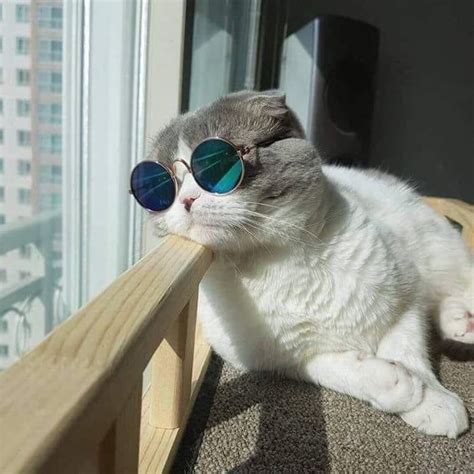 Coolest Cat Ive Ever Seen Funny Baby Cats Funny Animals Cute Cats