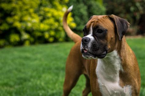 The 15 Best Dog Breeds For Families