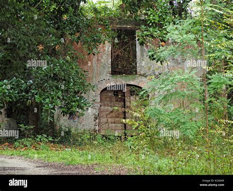Abandoned Tuscan Building Overtaken By Vegetation In Versilia Forest