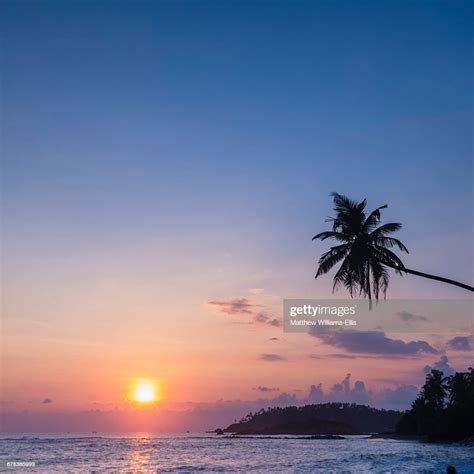 Palm Tree At Sunset On Tropical Mirissa Beach South Coast Of Sri Lanka