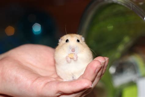 Winter White Hamsters One Of Mine Called The Illusive Ham 귀여운 동물
