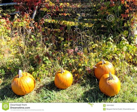 Autumn Scene A Collection Of Pumpkins Stock Image Image Of Orange