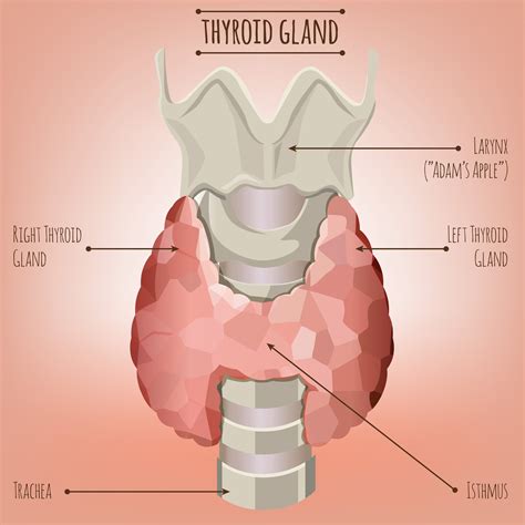 Understanding Thyroid Function And Thyroid Dysfunction