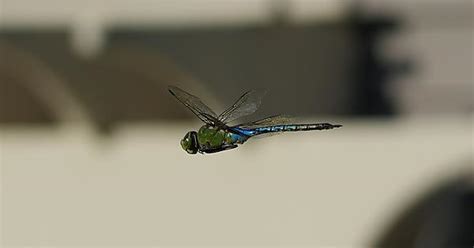 Dragonfly In Flight Imgur