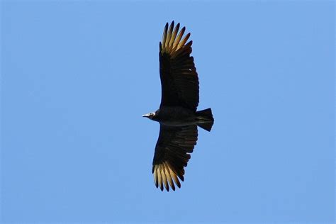 Black Vulture Black Vulture In Flight Over My Home In Texa Flickr