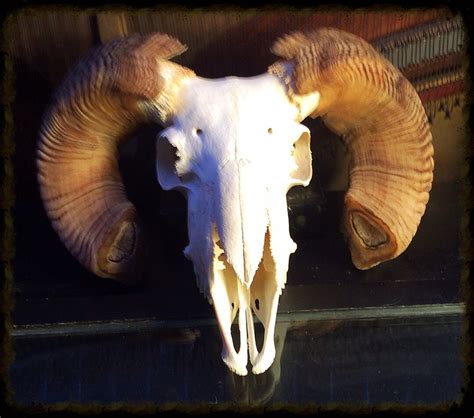 Real Ram Skull Educational Display Ram Skull Specimen Etsy