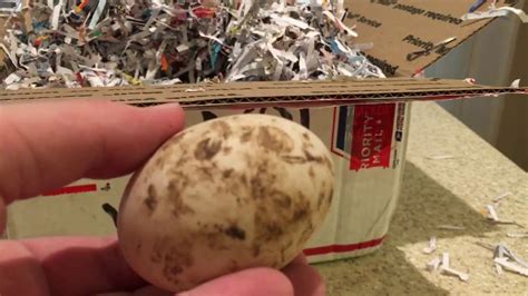 By july of 1873 his ducks had laid over 300 eggs and by 1874 the pekin duck had been accepted into the standard of perfection by the american. Peking Duck Eggs Unboxing - YouTube